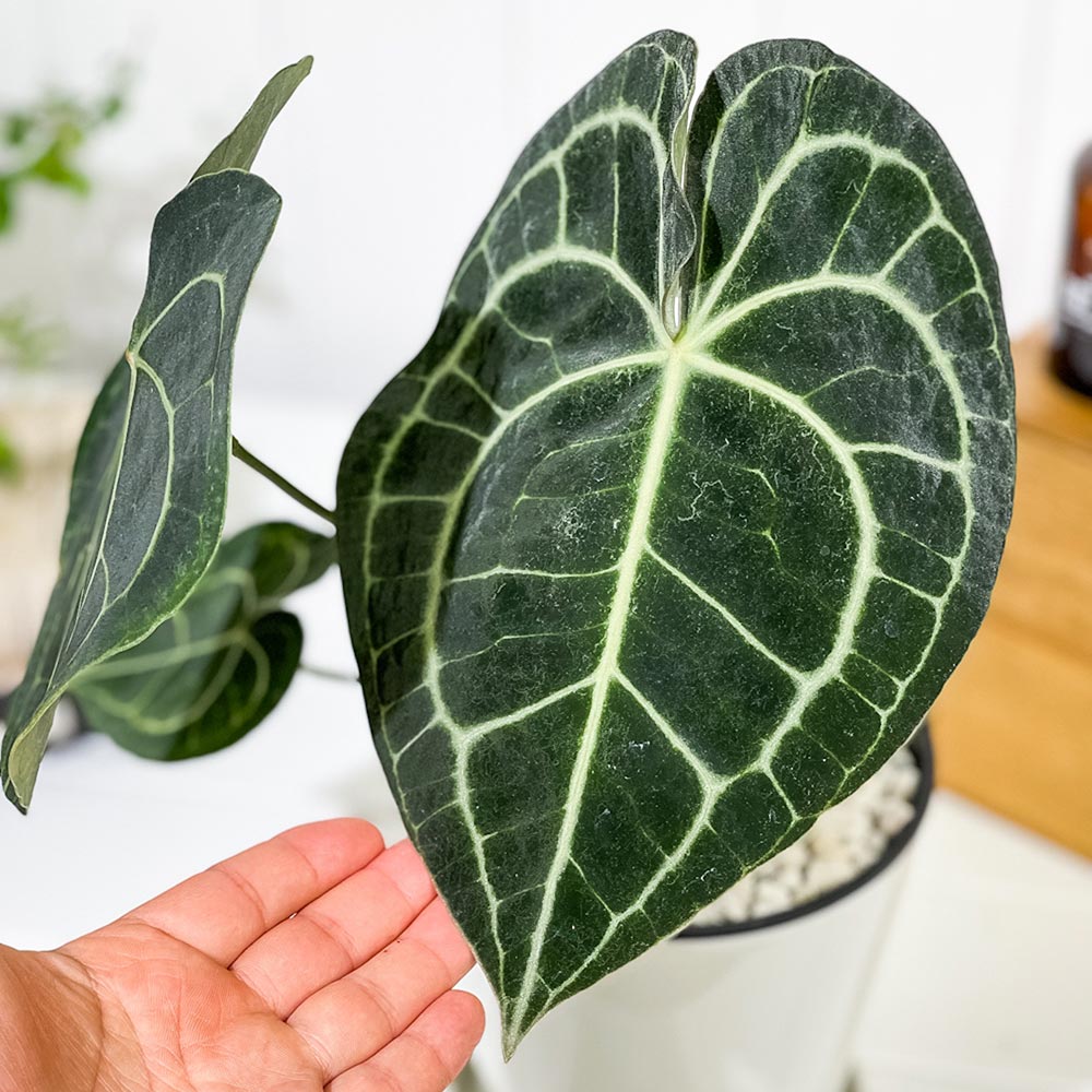 PLANCHU 観葉植物 アンスリウム クラリネルビウム 5号鉢 受け皿付き 育て方説明書付き Anthurium clarinervium アンスリューム アロイド 原種系