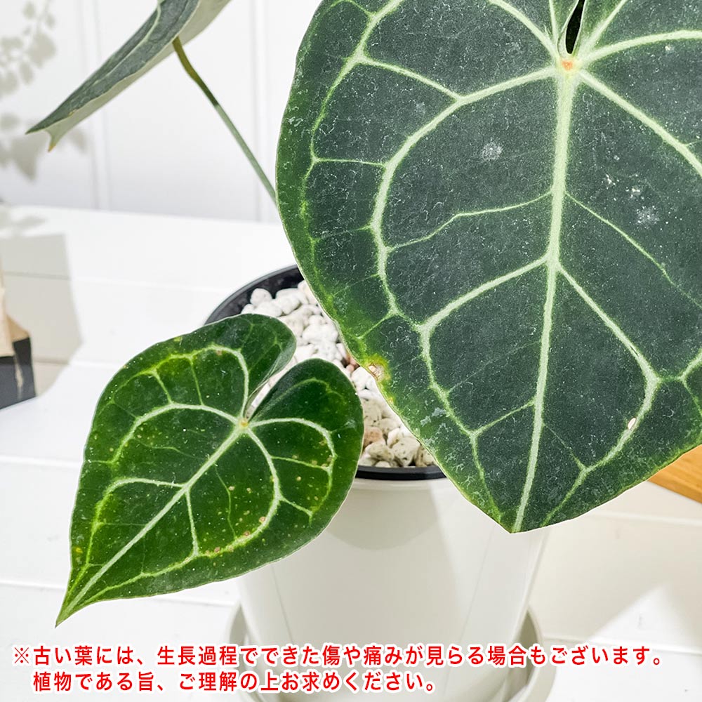 PLANCHU 観葉植物 アンスリウム クラリネルビウム 5号鉢 受け皿付き 育て方説明書付き Anthurium clarinervium アンスリューム アロイド 原種系