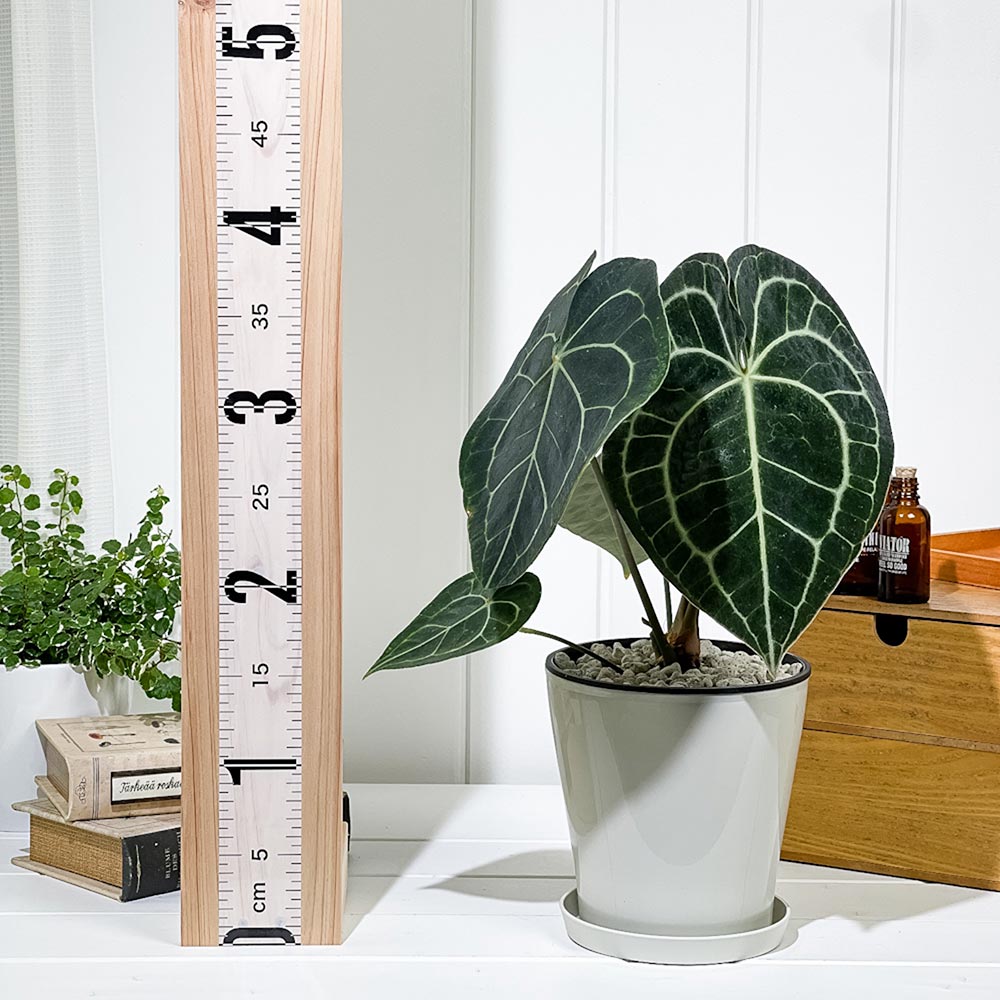 PLANCHU 観葉植物 アンスリウム クラリネルビウム 5号鉢 受け皿付き 育て方説明書付き Anthurium clarinervium アンスリューム アロイド 原種系