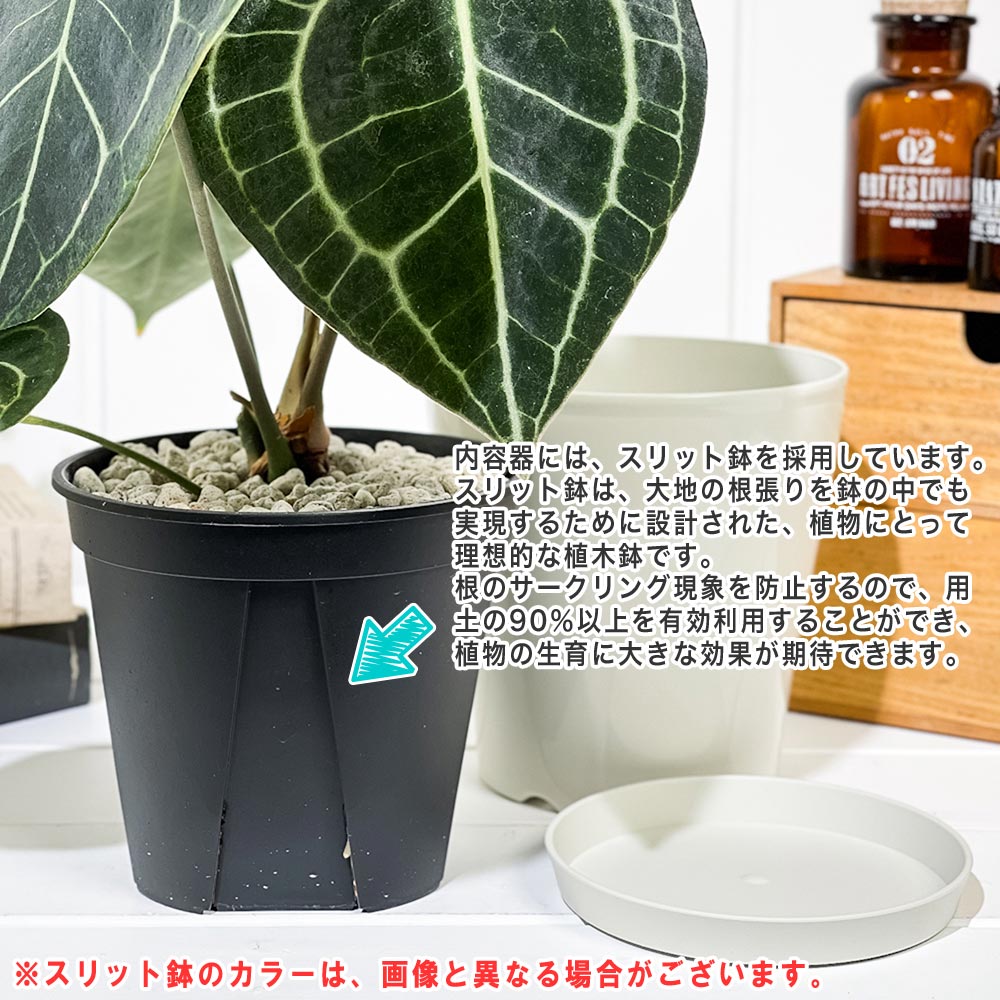 PLANCHU 観葉植物 アンスリウム クラリネルビウム 5号鉢 受け皿付き 育て方説明書付き Anthurium clarinervium アンスリューム アロイド 原種系