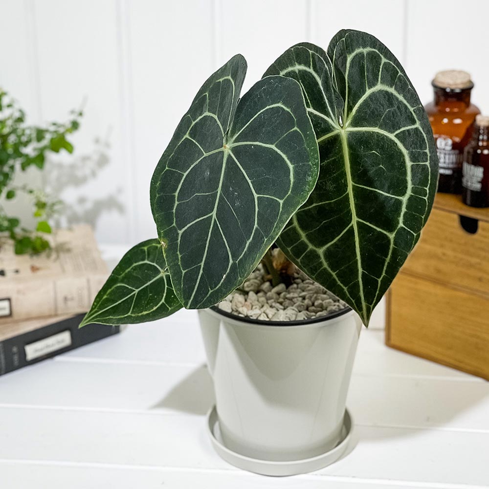 PLANCHU 観葉植物 アンスリウム クラリネルビウム 5号鉢 受け皿付き 育て方説明書付き Anthurium clarinervium アンスリューム アロイド 原種系