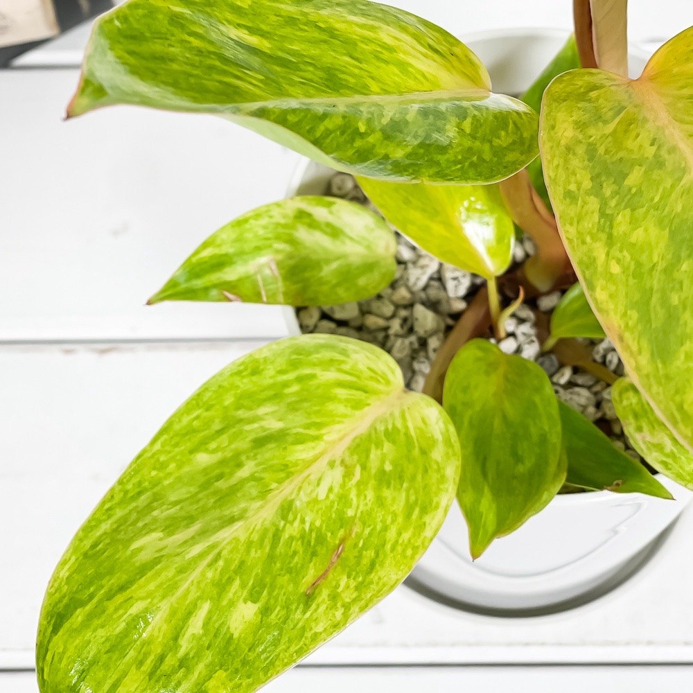 PLANCHU 観葉植物 フィロデンドロン ペインテッドレディ 4号鉢 受け皿付き 育て方説明書付き Philodendron ‘Painted Lady’ アロイド