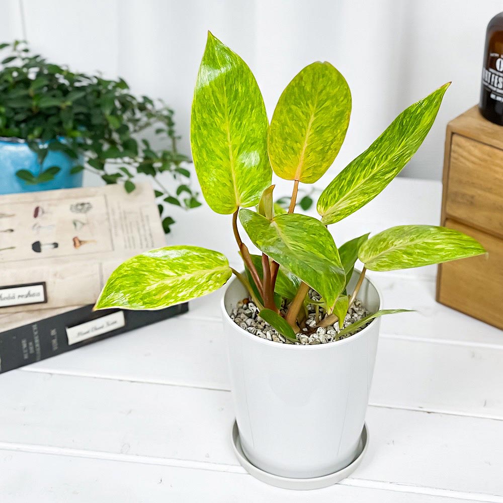PLANCHU 観葉植物 フィロデンドロン ペインテッドレディ 4号鉢 受け皿付き 育て方説明書付き Philodendron ‘Painted Lady’ アロイド