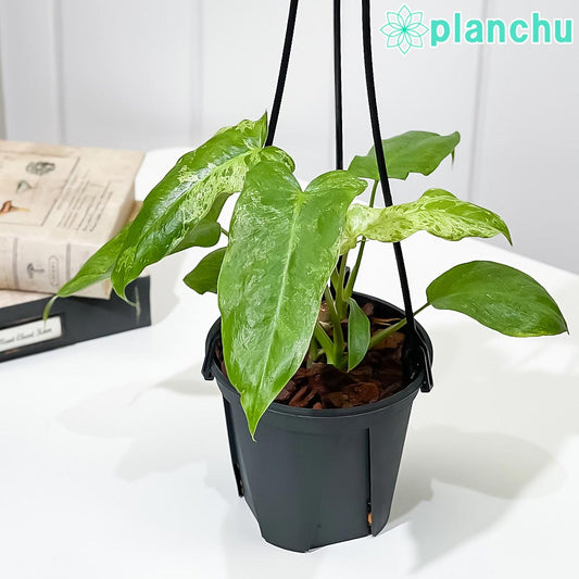 PLANCHU 観葉植物 フィロデンドロン パライソベルデ 4号吊り鉢 育て方説明書付き Philodendron ‘Paraiso Verde’ パライソヴェルデ アロイド