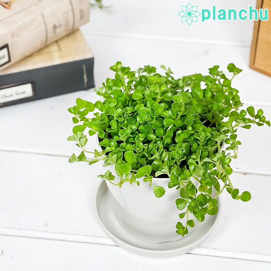 PLANCHU 観葉植物 ピレア ディプレッサ 3.5号鉢 受け皿付き 育て方説明書付き Pilea depressa