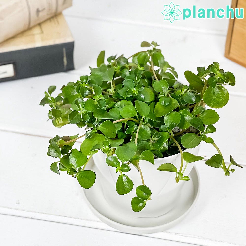 PLANCHU 観葉植物 ピレア サンパウロ 3.5号鉢 受け皿付き 育て方説明書付き Pilea depressa ‘Sao Paulo’