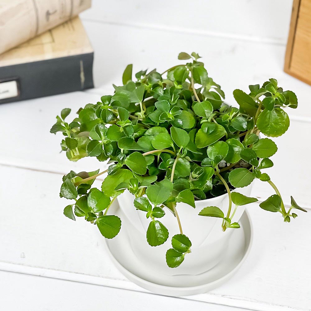 PLANCHU 観葉植物 ピレア サンパウロ 3.5号鉢 受け皿付き 育て方説明書付き Pilea depressa ‘Sao Paulo’