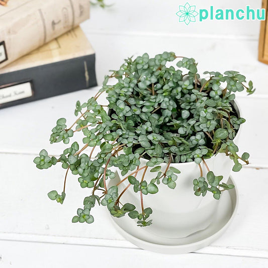 PLANCHU 観葉植物 ピレア グラウカ 3.5号鉢 受け皿付き 育て方説明書付き Pilea glauca