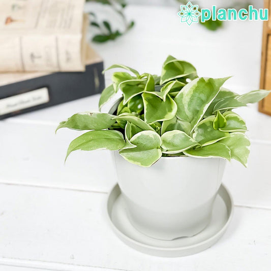 PLANCHU 観葉植物 ペペロミア セルペンス 3.5号鉢 受け皿付き 育て方説明書付き Peperomia serpens