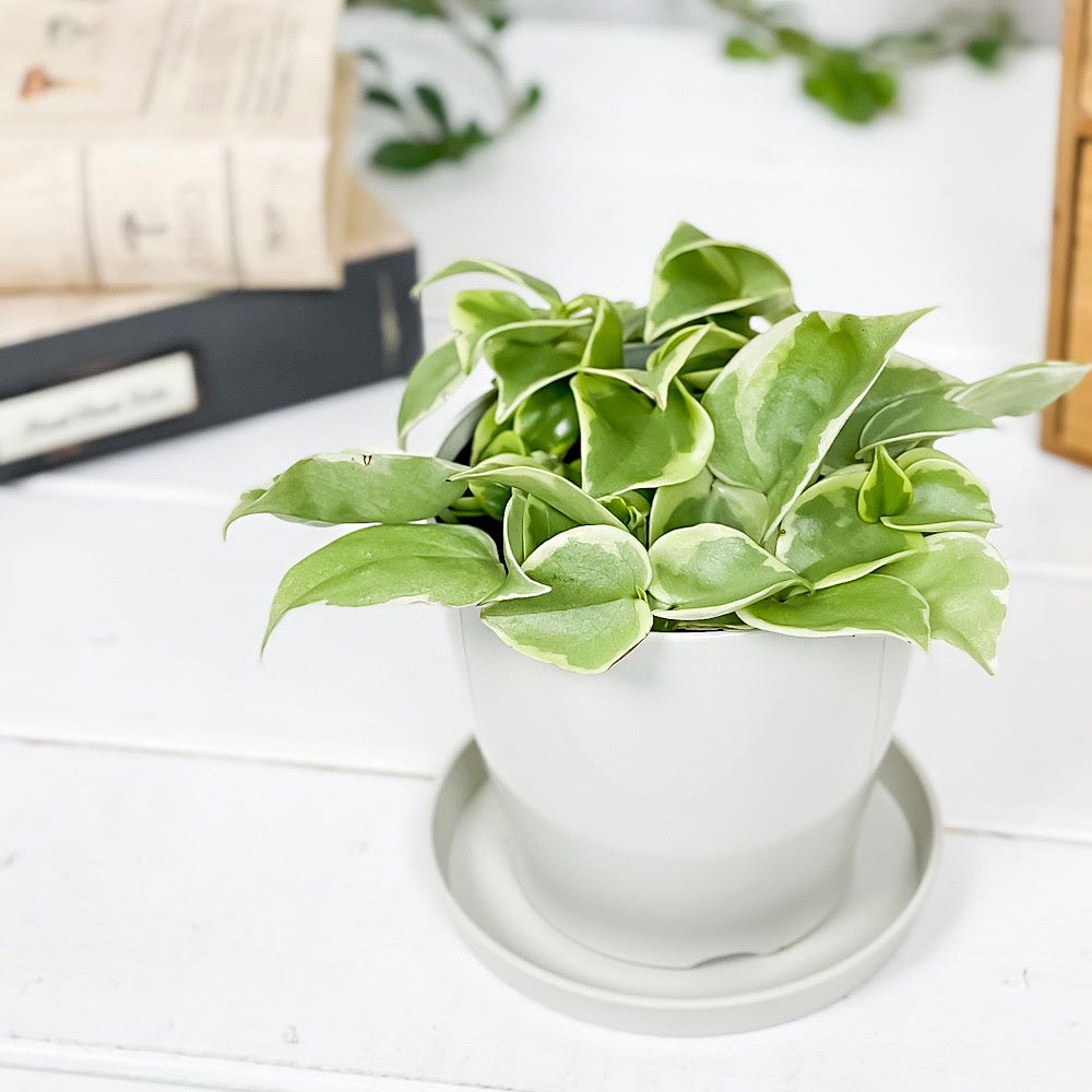 PLANCHU 観葉植物 ペペロミア セルペンス 3.5号鉢 受け皿付き 育て方