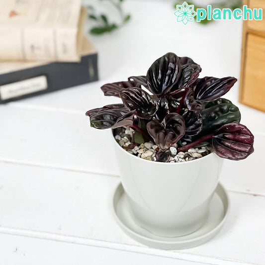 PLANCHU 観葉植物 ペペロミア レッドルナ 3.5号鉢 受け皿付き 育て方説明書付き Peperomia ‘Red Luna’