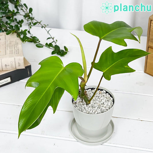 PLANCHU 観葉植物 フィロデンドロン フロリダ 3.5号鉢 受け皿付き 育て方説明書付き Philodendron  ‘Florida’ アロイド