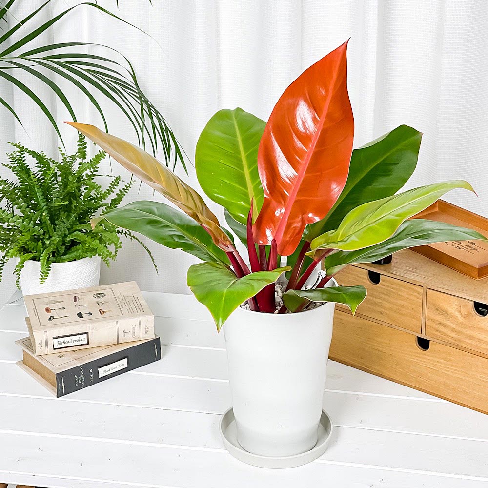 PLANCHU 観葉植物 フィロデンドロン プリンスオブオレンジ 6号鉢