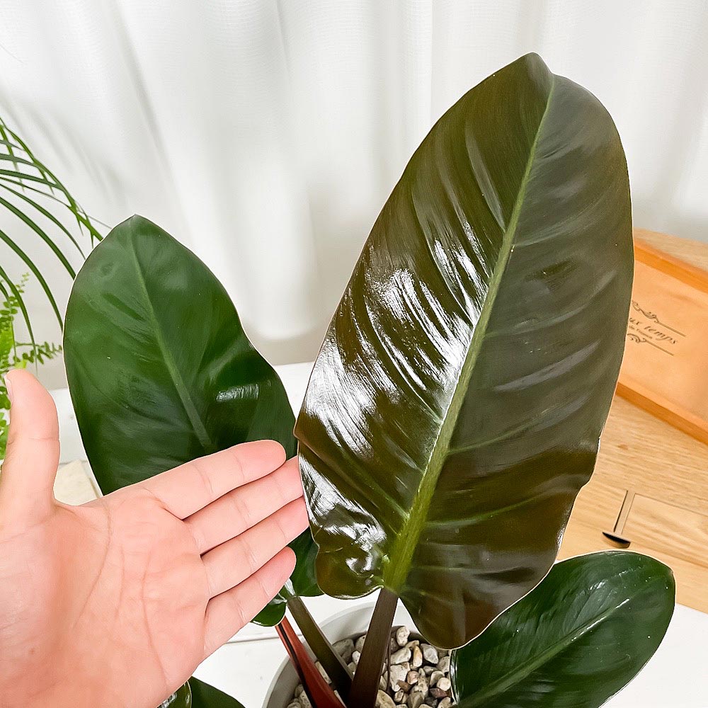 PLANCHU 観葉植物 フィロデンドロン インペリアルレッド 6号鉢 受け皿付き 育て方説明書付き Philodendron ‘Imperial Red’ アロイド