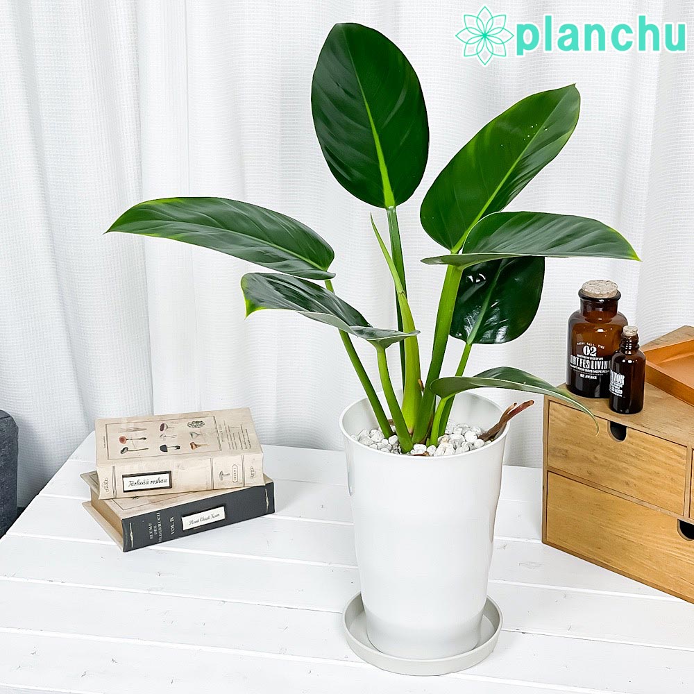 PLANCHU 観葉植物 フィロデンドロン ミリオンズ 6号鉢 受け皿付き 育て方説明書付き Philodendron ‘Millions’ アロイド