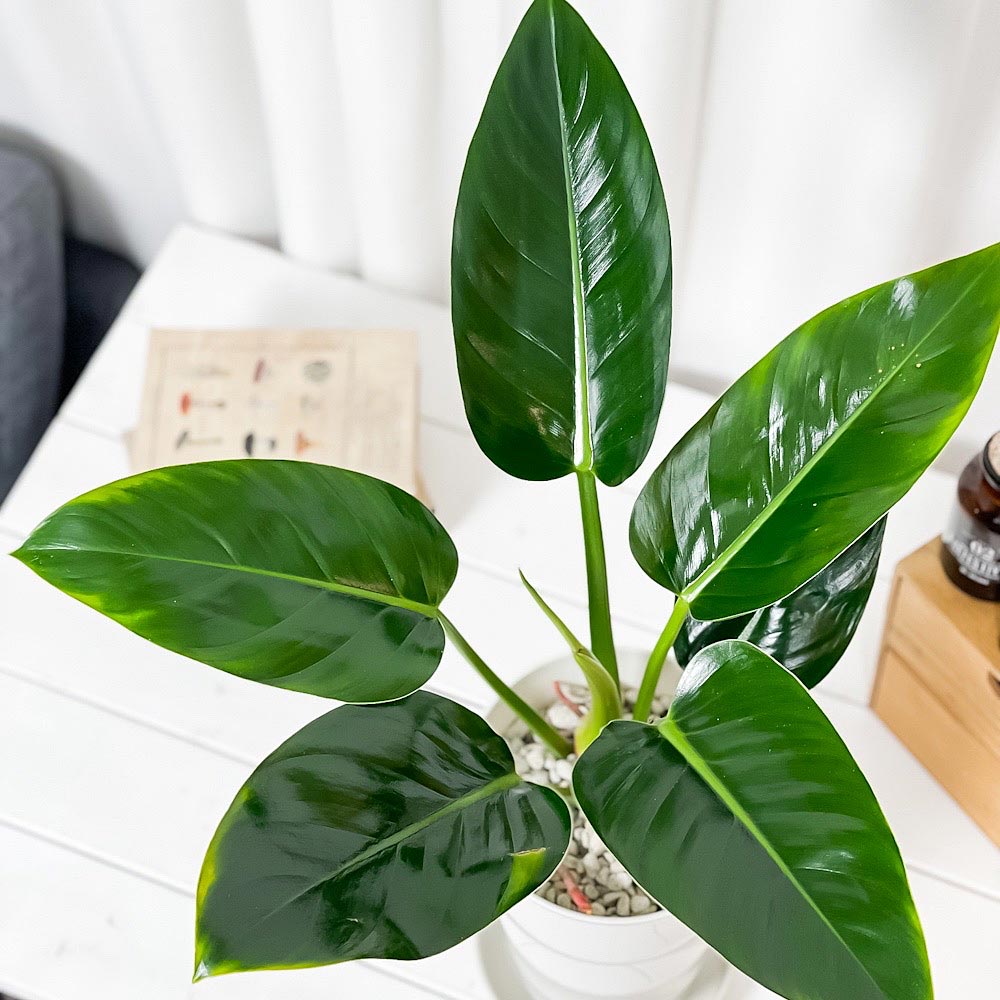 PLANCHU 観葉植物 フィロデンドロン ミリオンズ 6号鉢 受け皿付き 育て方説明書付き Philodendron ‘Millions’ アロイド