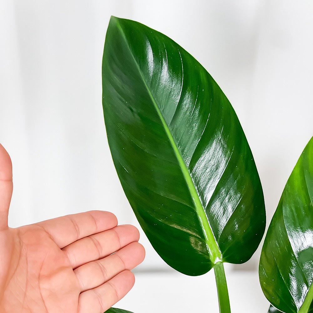 PLANCHU 観葉植物 フィロデンドロン ミリオンズ 6号鉢 受け皿付き 育て方説明書付き Philodendron ‘Millions’ アロイド