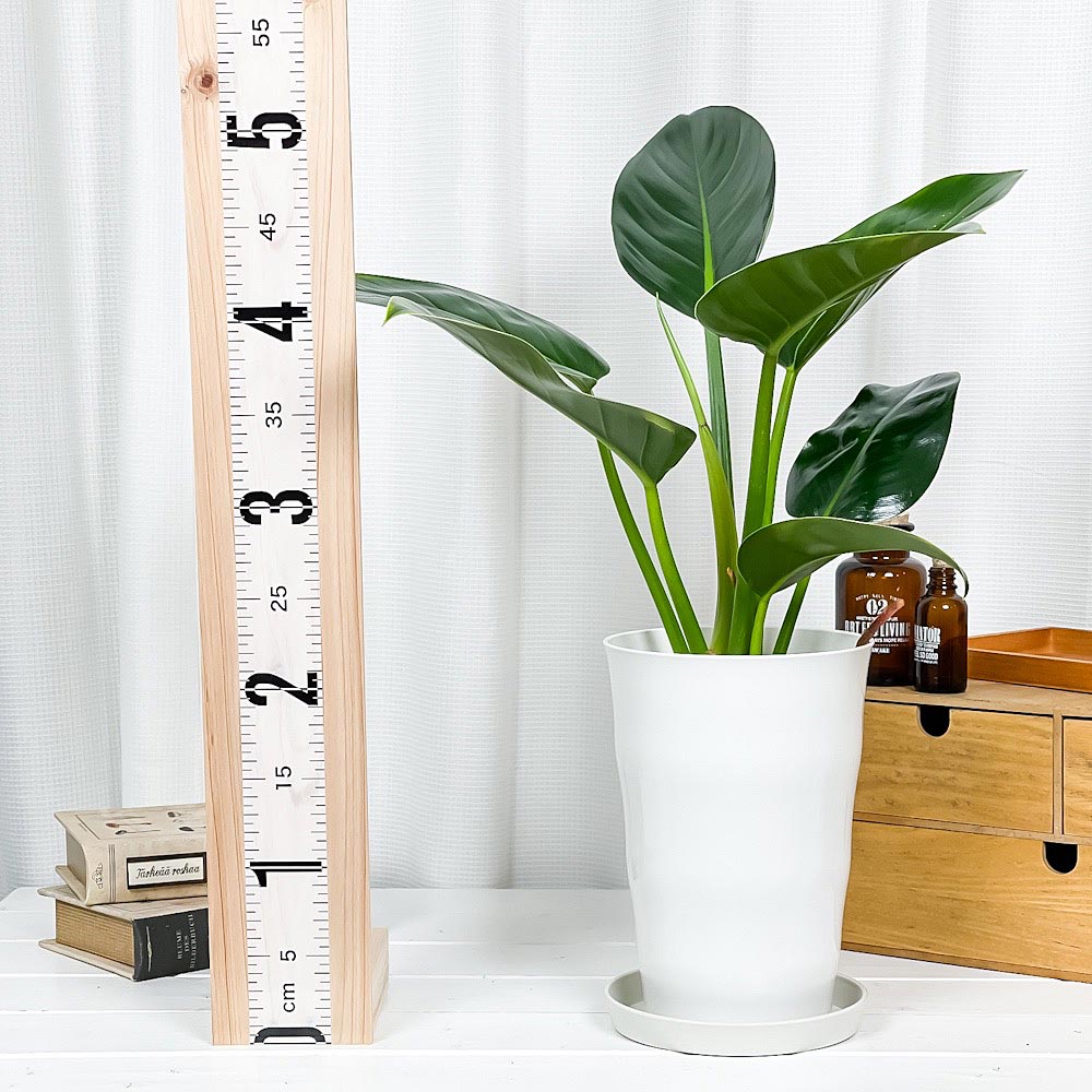 PLANCHU 観葉植物 フィロデンドロン ミリオンズ 6号鉢 受け皿付き 育て方説明書付き Philodendron ‘Millions’ アロイド