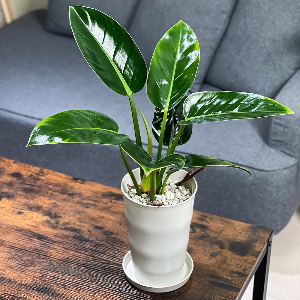 PLANCHU 観葉植物 フィロデンドロン ミリオンズ 6号鉢 受け皿付き 育て方説明書付き Philodendron ‘Millions’ アロイド
