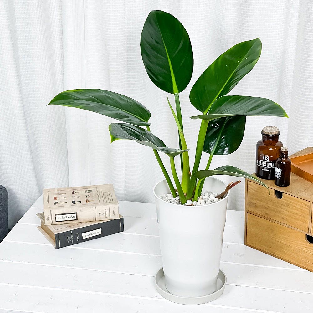 PLANCHU 観葉植物 フィロデンドロン ミリオンズ 6号鉢 受け皿付き 育て方説明書付き Philodendron ‘Millions’ アロイド