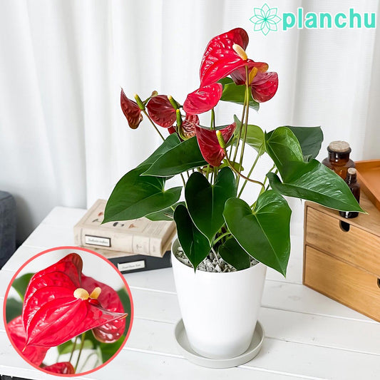 PLANCHU 観葉植物 アンスリウム シエラ 6号鉢 受け皿付き 育て方説明書付き Anthurium andraeanum ‘Sierra’ アンスリューム アロイド 鉢花 レッド系