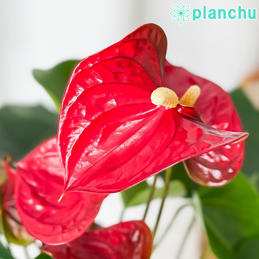 PLANCHU 観葉植物 アンスリウム シエラ 6号鉢 受け皿付き 育て方説明書付き Anthurium andraeanum ‘Sierra’ アンスリューム 鉢花 レッド アンスラ Anthura