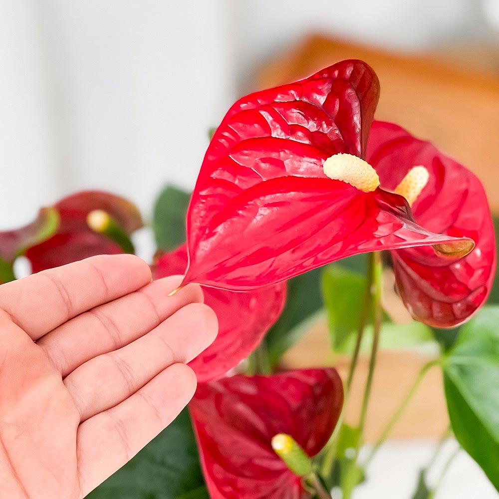 PLANCHU 観葉植物 アンスリウム シエラ 6号鉢 受け皿付き 育て方説明書付き Anthurium andraeanum ‘Sierra’ アンスリューム 鉢花 レッド アンスラ Anthura