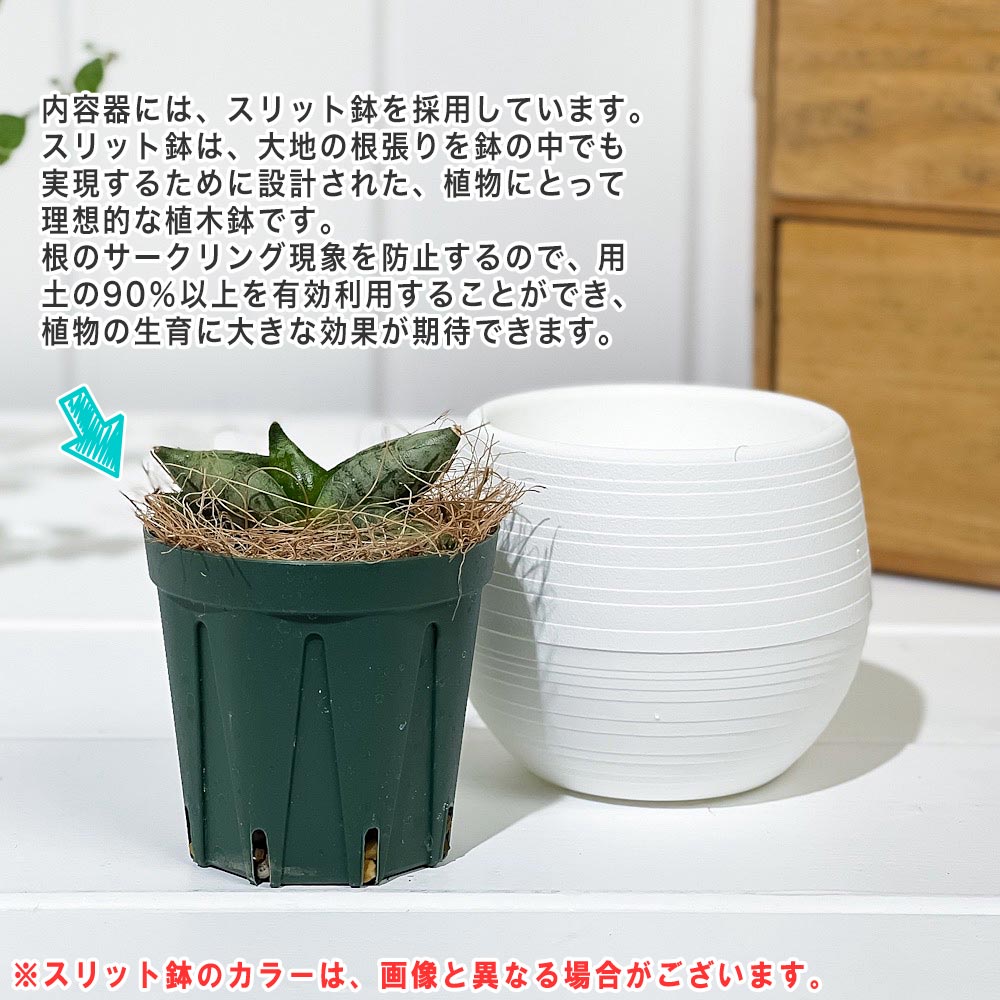 PLANCHU 観葉植物 サンセベリア ボンセレンシス スーパードワーフ 3号丸鉢 受け皿付き 育て方説明書付き Sansevieria ‘Boncellensis Super Dwarf’ サンスベリア