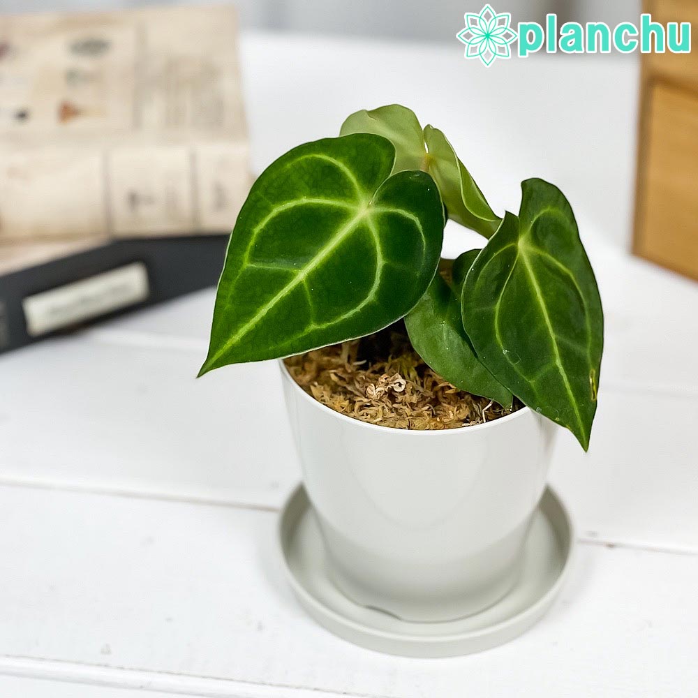 PLANCHU 観葉植物 アンスリウム クリスタリナム 3.5号鉢 受け皿付き 育て方説明書付き Anthurium crystallinum クリスタリヌム シロシマウチワ アンスリューム アロイド 原種系