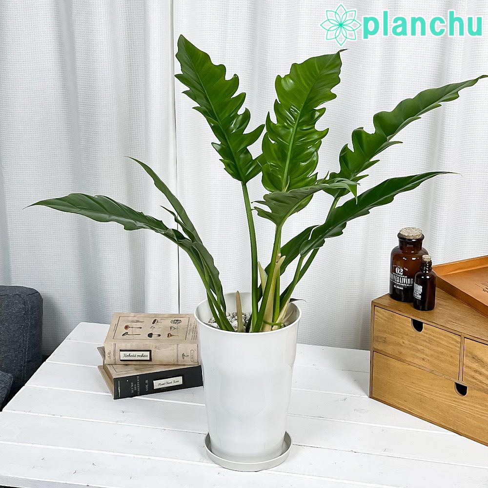 PLANCHU 観葉植物 フィロデンドロン ナロー 6号鉢 受け皿付き 育て方説明書付き Philodendron ‘Narrow’ アロイド