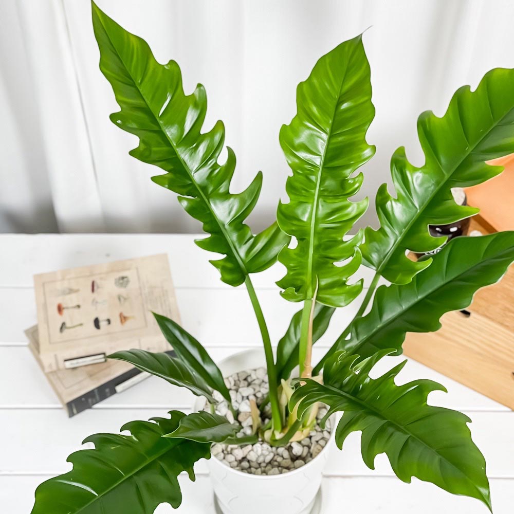 PLANCHU 観葉植物 フィロデンドロン ナロー 6号鉢 受け皿付き 育て方説明書付き Philodendron ‘Narrow’ アロイド