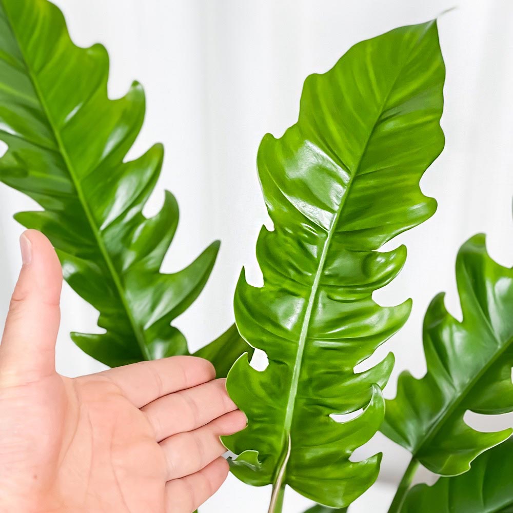 PLANCHU 観葉植物 フィロデンドロン ナロー 6号鉢 受け皿付き 育て方説明書付き Philodendron ‘Narrow’ アロイド