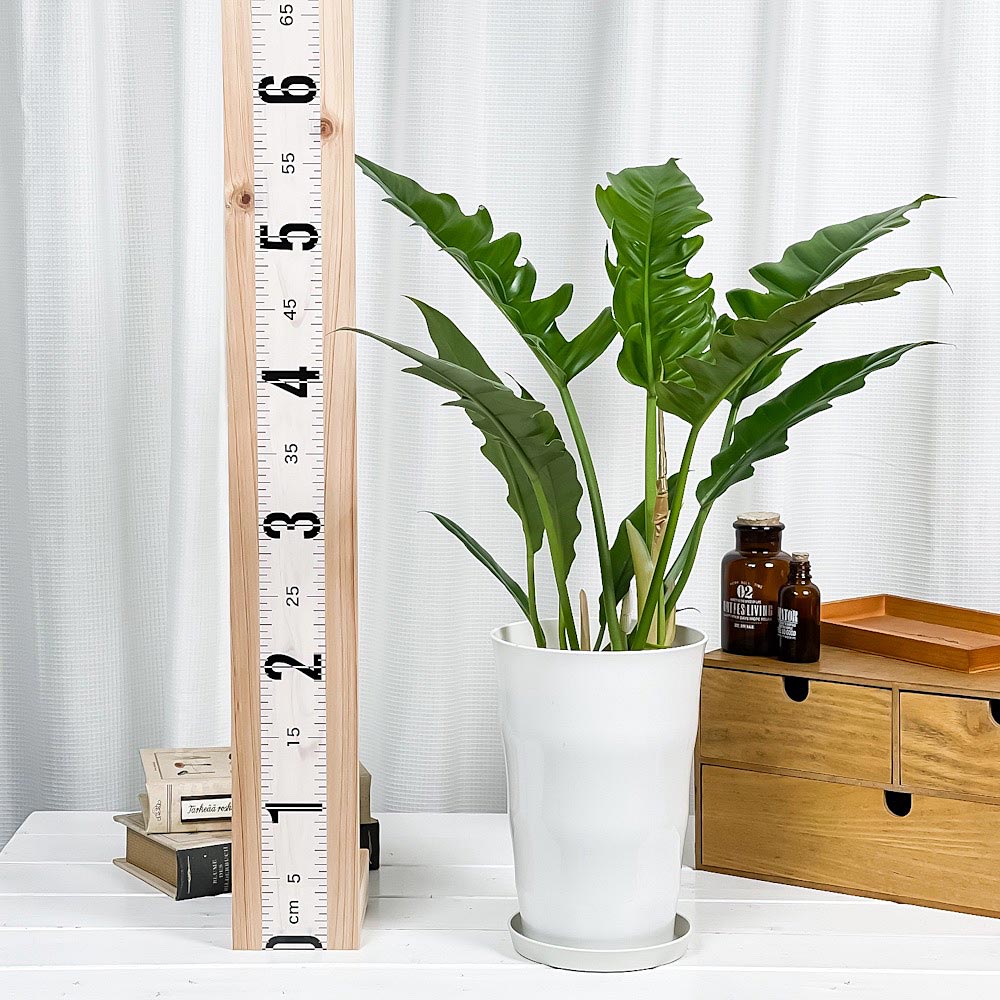 PLANCHU 観葉植物 フィロデンドロン ナロー 6号鉢 受け皿付き 育て方説明書付き Philodendron ‘Narrow’ アロイド