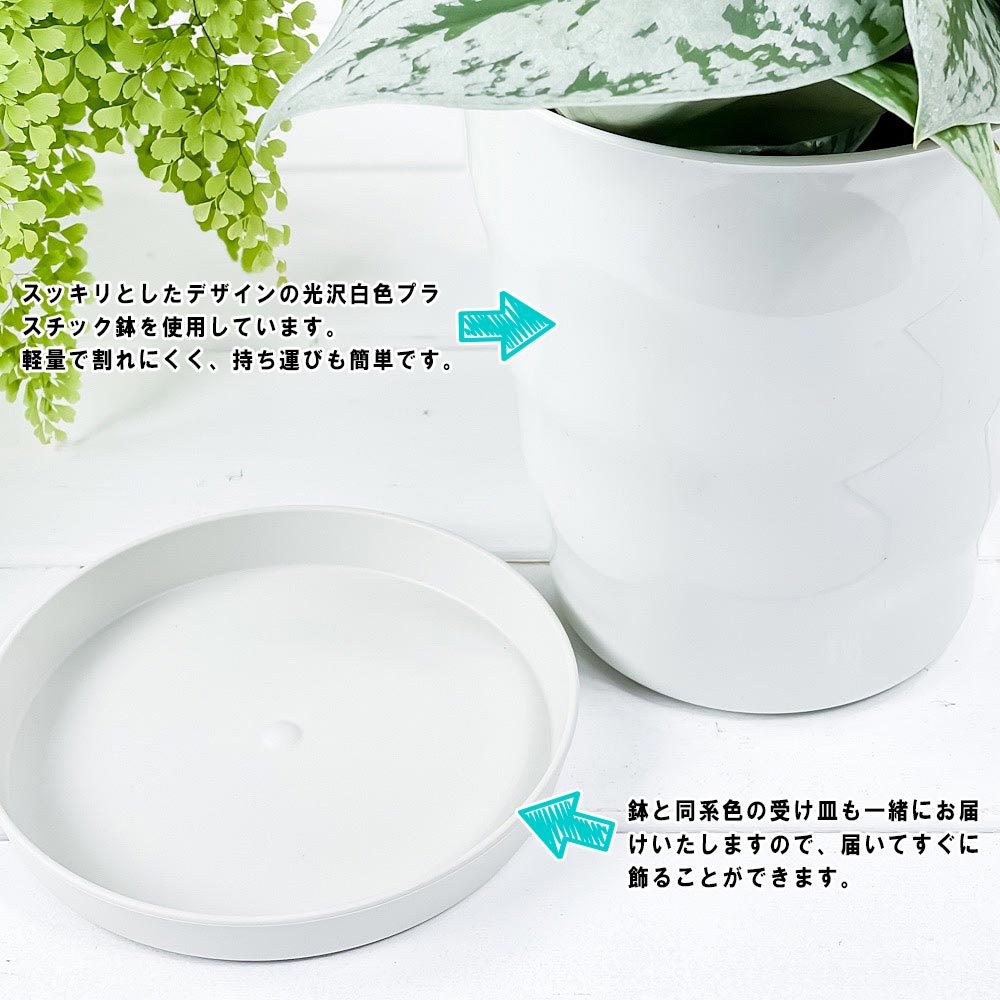 PLANCHU 観葉植物 フィロデンドロン ナロー 6号鉢 受け皿付き 育て方説明書付き Philodendron ‘Narrow’ アロイド