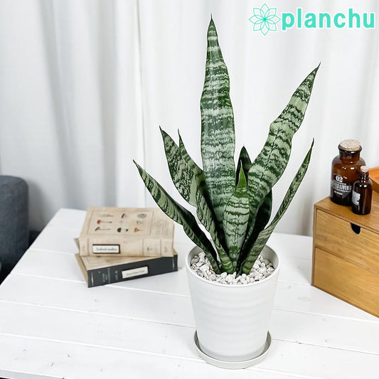 PLANCHU 観葉植物 サンセベリア ゼラニカ 5号鉢 受け皿付き 育て方説明書付き Sansevieria zeylanica 多肉植物 サンスベリア