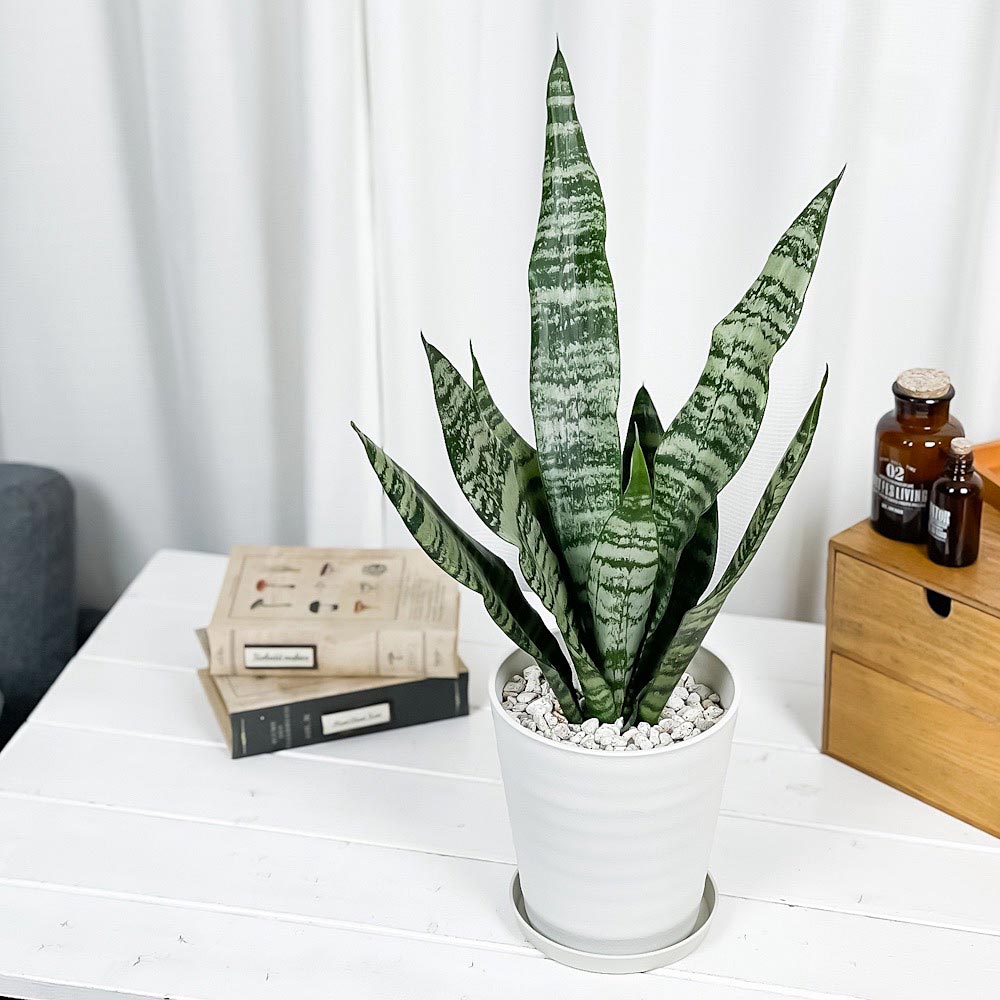 PLANCHU 観葉植物 サンセベリア ゼラニカ 5号鉢 受け皿付き 育て方説明書付き Sansevieria zeylanica 多肉植物 サンスベリア