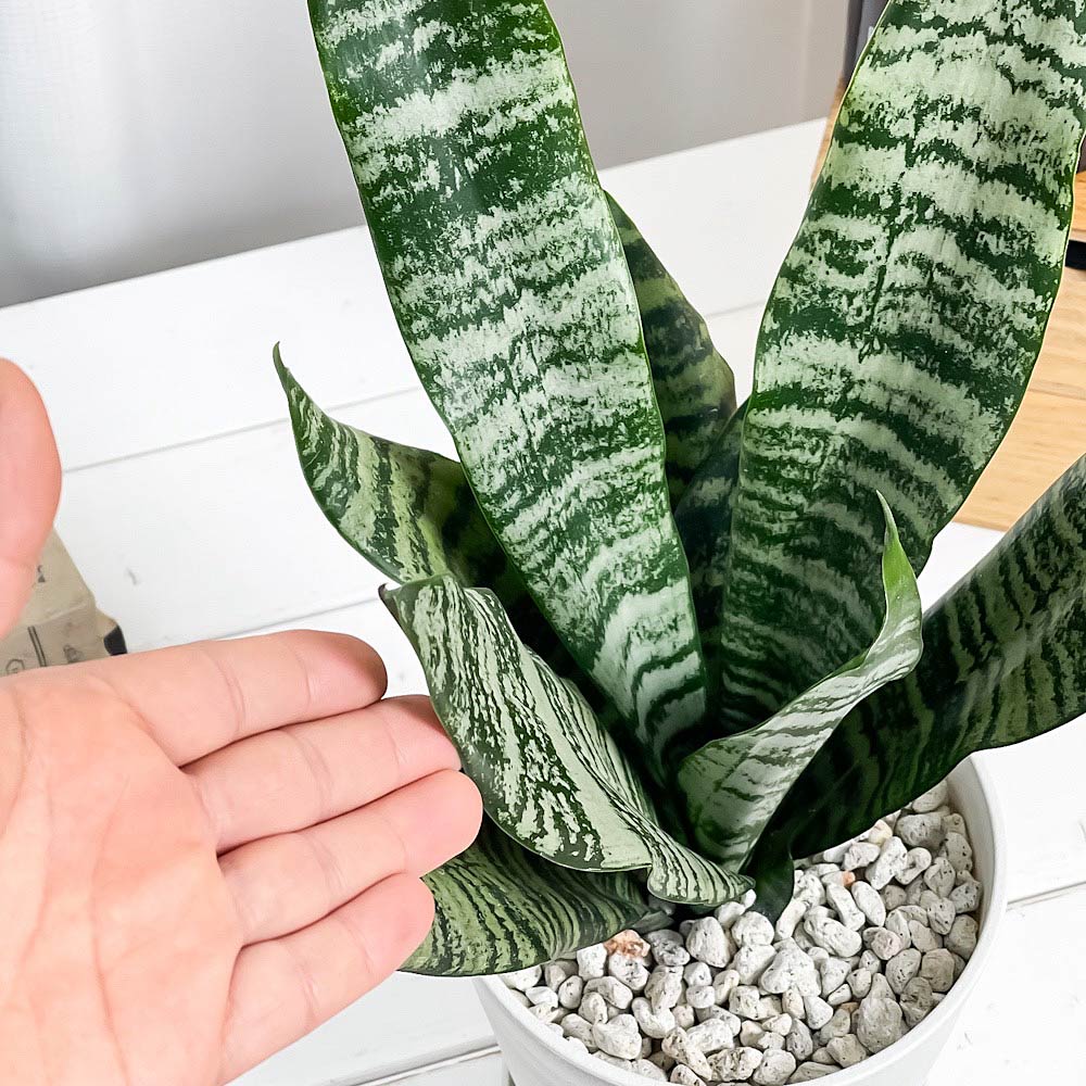 PLANCHU 観葉植物 サンセベリア ゼラニカ 5号鉢 受け皿付き 育て方説明書付き Sansevieria zeylanica 多肉植物 サンスベリア