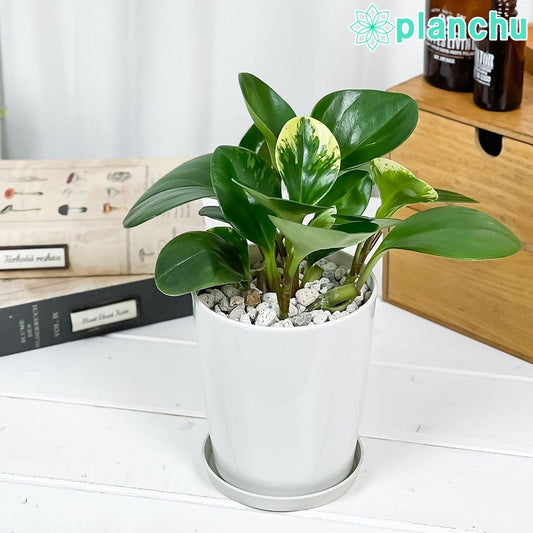 PLANCHU 観葉植物 ペペロミア オブツシフォリア 4号鉢 受け皿付き 育て方説明書付き Peperomia obtusifolia アオペペ