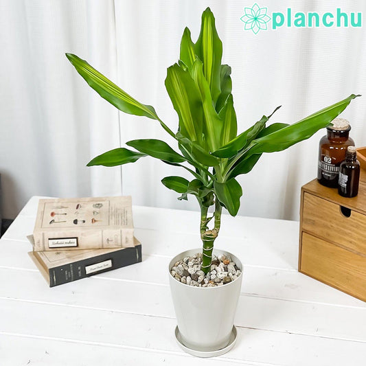 PLANCHU 観葉植物 ドラセナ ジェレ 4号鉢 受け皿付き 育て方説明書付き Dracaena ‘Jelle’ PVP