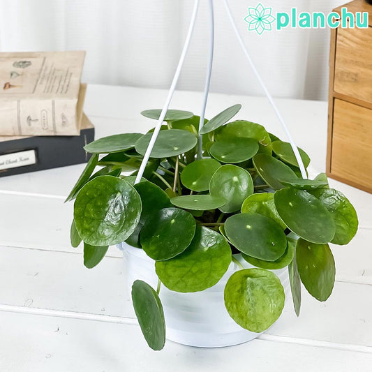 PLANCHU 観葉植物 ピレア ペペロミオイデス 5号吊り鉢 育て方説明書付き Pilea peperomioides パンケーキプランツ