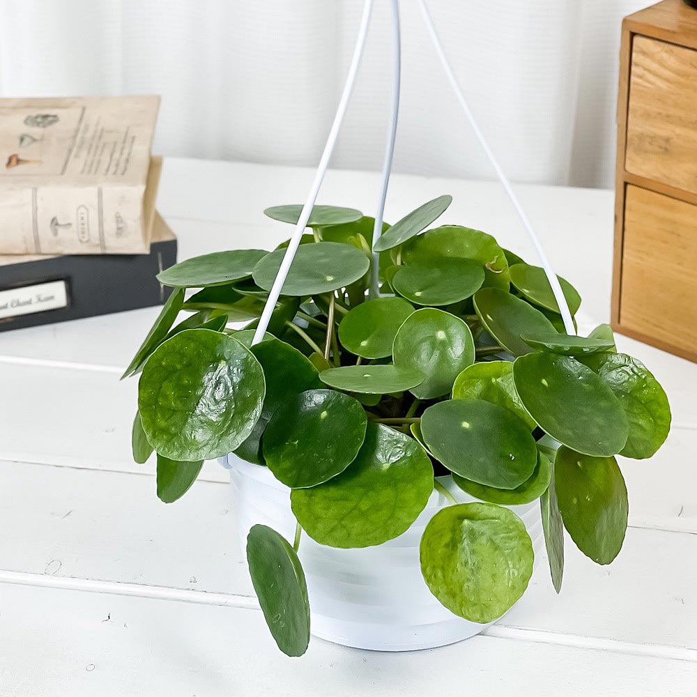 PLANCHU 観葉植物 ピレア ペペロミオイデス 5号吊り鉢 育て方説明書付き Pilea peperomioides パンケーキプランツ