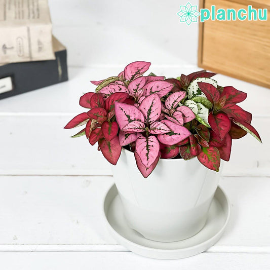 PLANCHU 観葉植物 ヒポエステス ミックス植え 3.5号鉢 受け皿付き 育て方説明書付き Hypoestes phyllostachya cv.