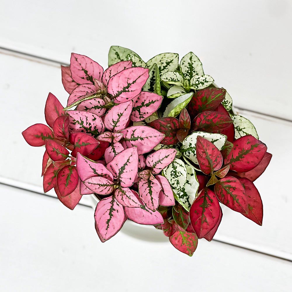PLANCHU 観葉植物 ヒポエステス ミックス植え 3.5号鉢 受け皿付き 育て方説明書付き Hypoestes phyllostachya cv.