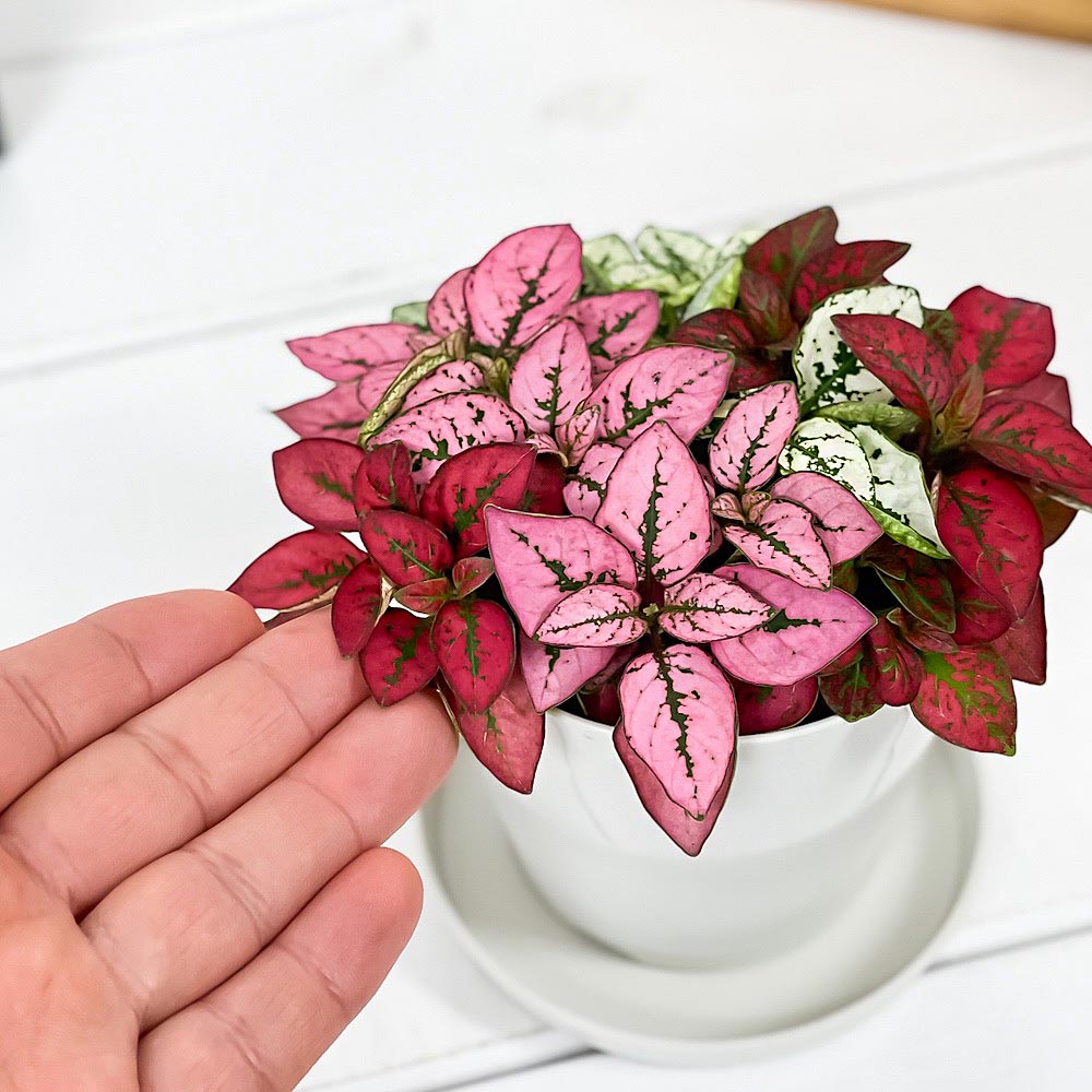 PLANCHU 観葉植物 ヒポエステス ミックス植え 3.5号鉢 受け皿付き 育て方説明書付き Hypoestes phyllostachya cv.