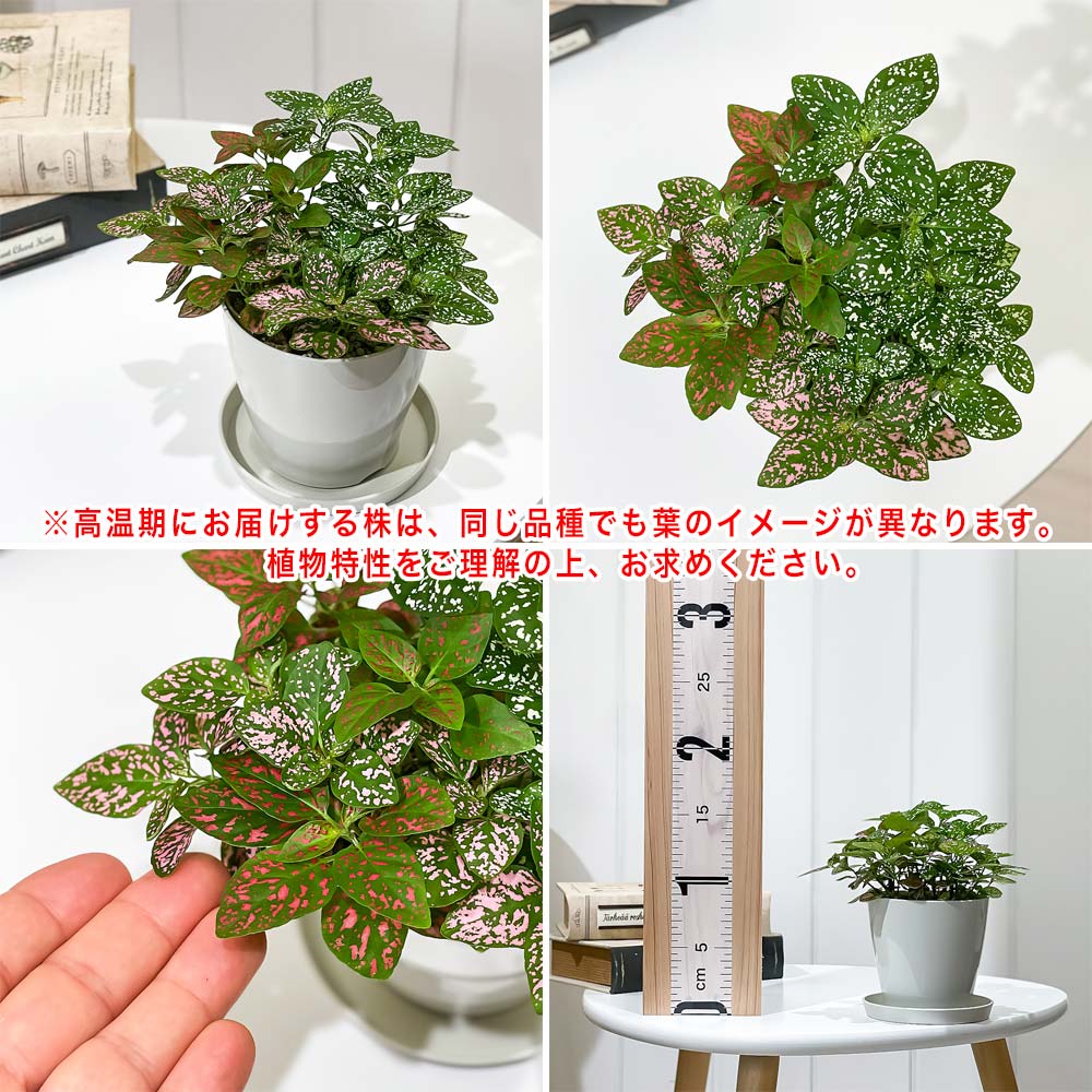 PLANCHU 観葉植物 ヒポエステス ミックス植え 3.5号鉢 受け皿付き 育て方説明書付き Hypoestes phyllostachya cv.