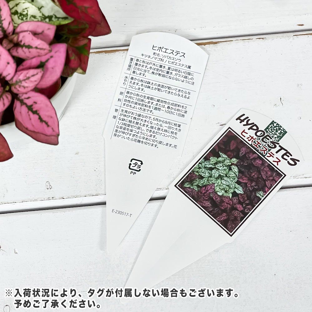 PLANCHU 観葉植物 ヒポエステス ミックス植え 3.5号鉢 受け皿付き 育て方説明書付き Hypoestes phyllostachya cv.