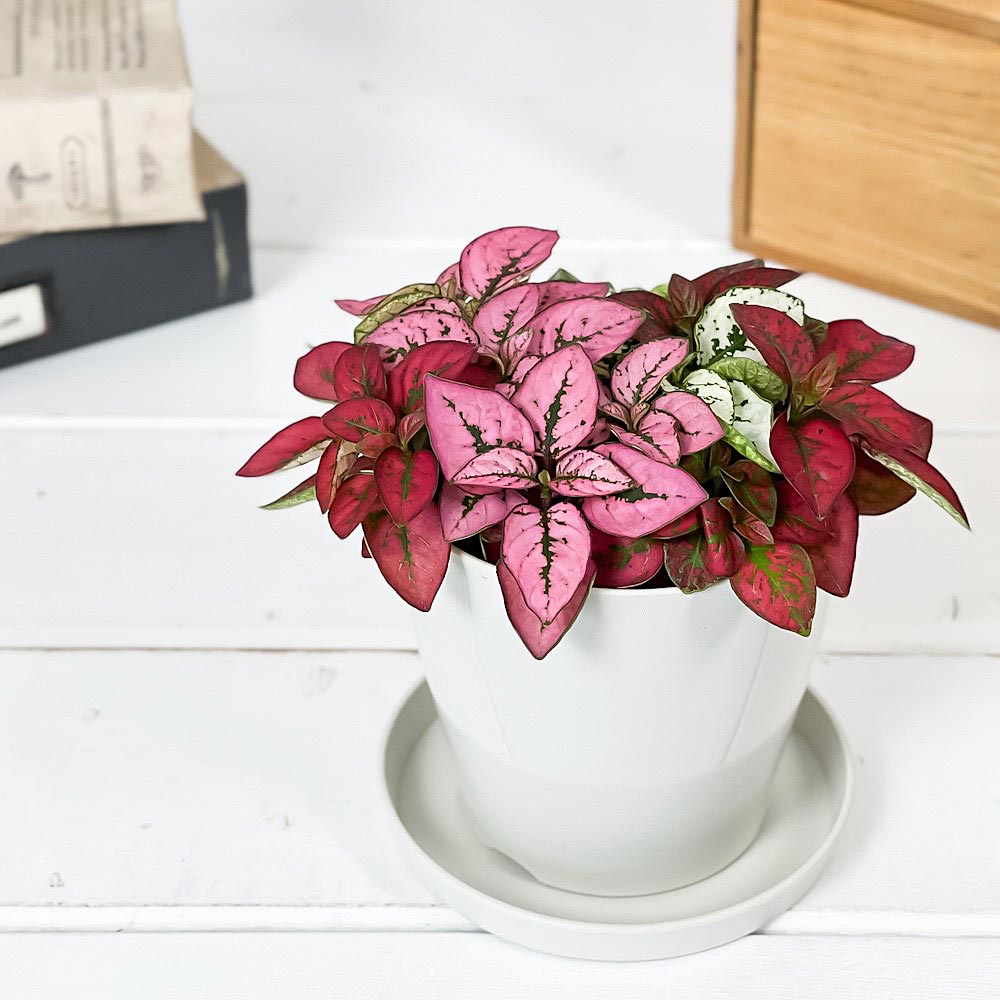 PLANCHU 観葉植物 ヒポエステス ミックス植え 3.5号鉢 受け皿付き 育て方説明書付き Hypoestes phyllostachya cv.