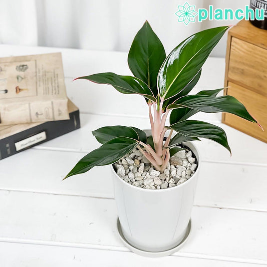 PLANCHU 観葉植物 アグラオネマ サファイア 4号鉢 受け皿付き 育て方説明書付き Aglaonema ‘Sapphire’ 幸せを招くタイの宝石 アロイド