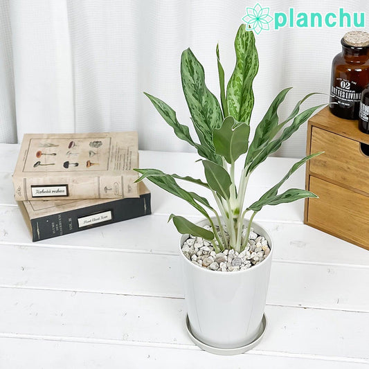 PLANCHU 観葉植物 アグラオネマ ゴースト 4号鉢 受け皿付き 育て方説明書付き Aglaonema ‘Ghost’ 幸せを招くタイの宝石 アロイド