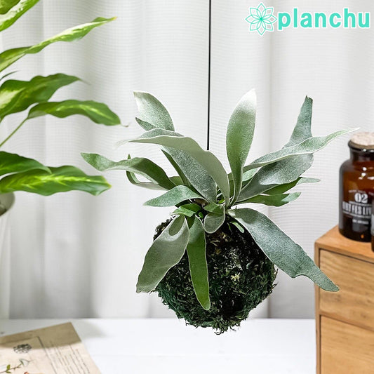 PLANCHU 観葉植物 苔玉 ビカクシダ ヴィーチー 1個 育て方説明書付き Platycerium veitchii ビーチー ベイチー プラティケリウム コウモリラン シダ コケダマ